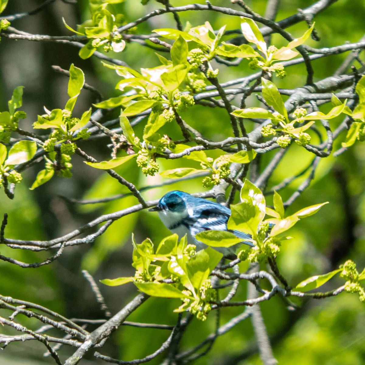 Cerulean Warbler - ML158714901