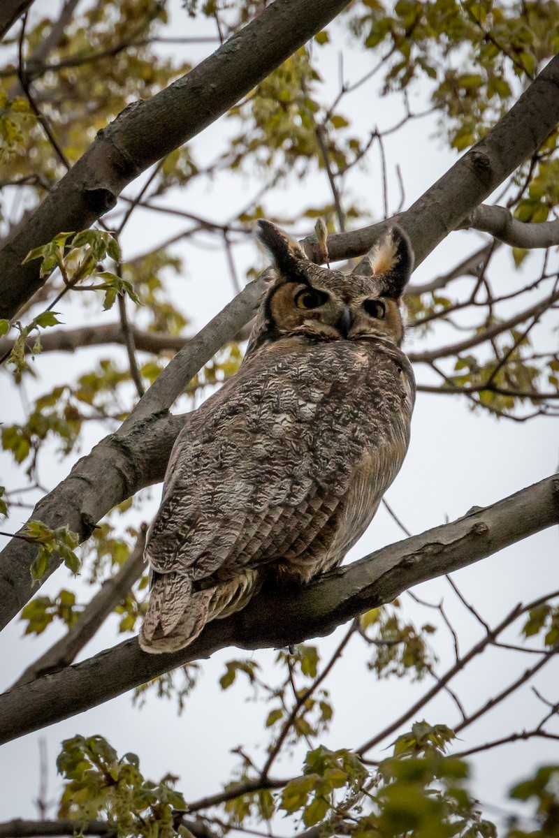 Great Horned Owl - ML158715321