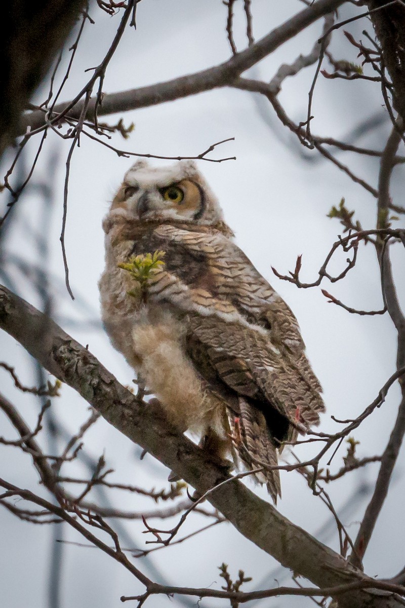 Great Horned Owl - ML158715361