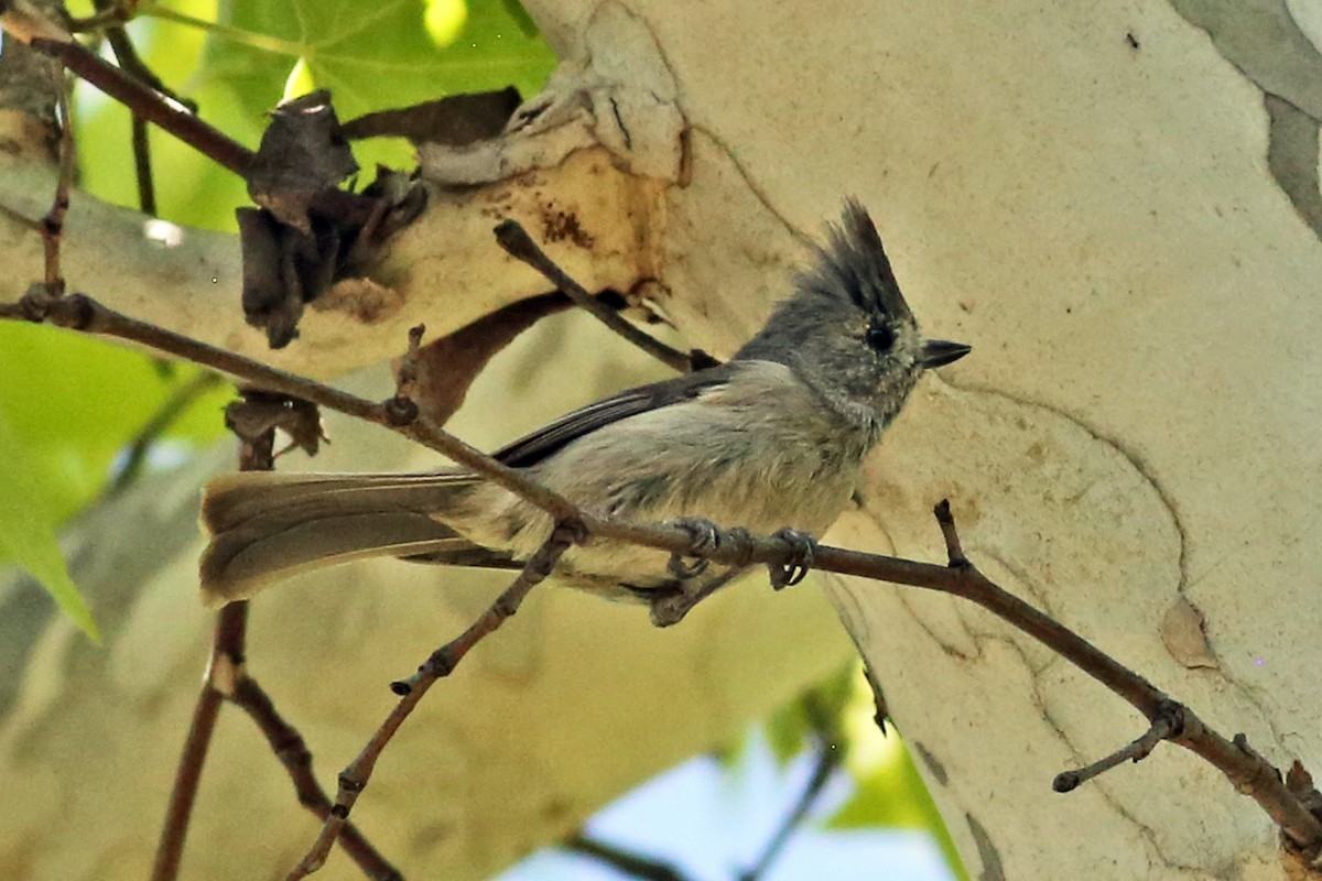 Juniper Titmouse - Marceline VandeWater