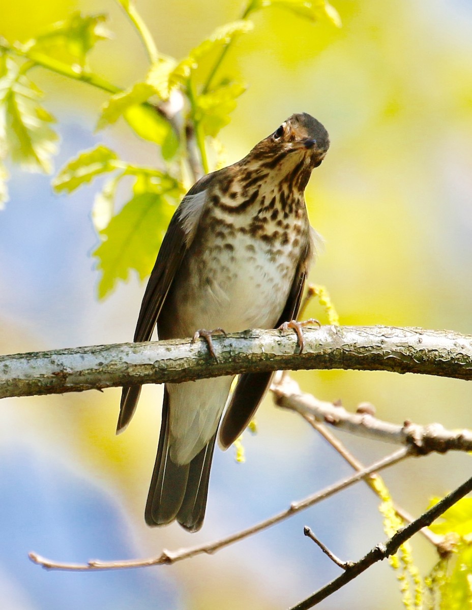 Swainson's Thrush - Jeffrey Boland