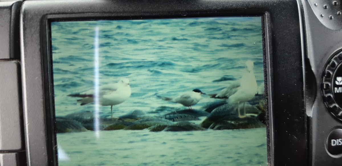 Common Tern - ML158718721