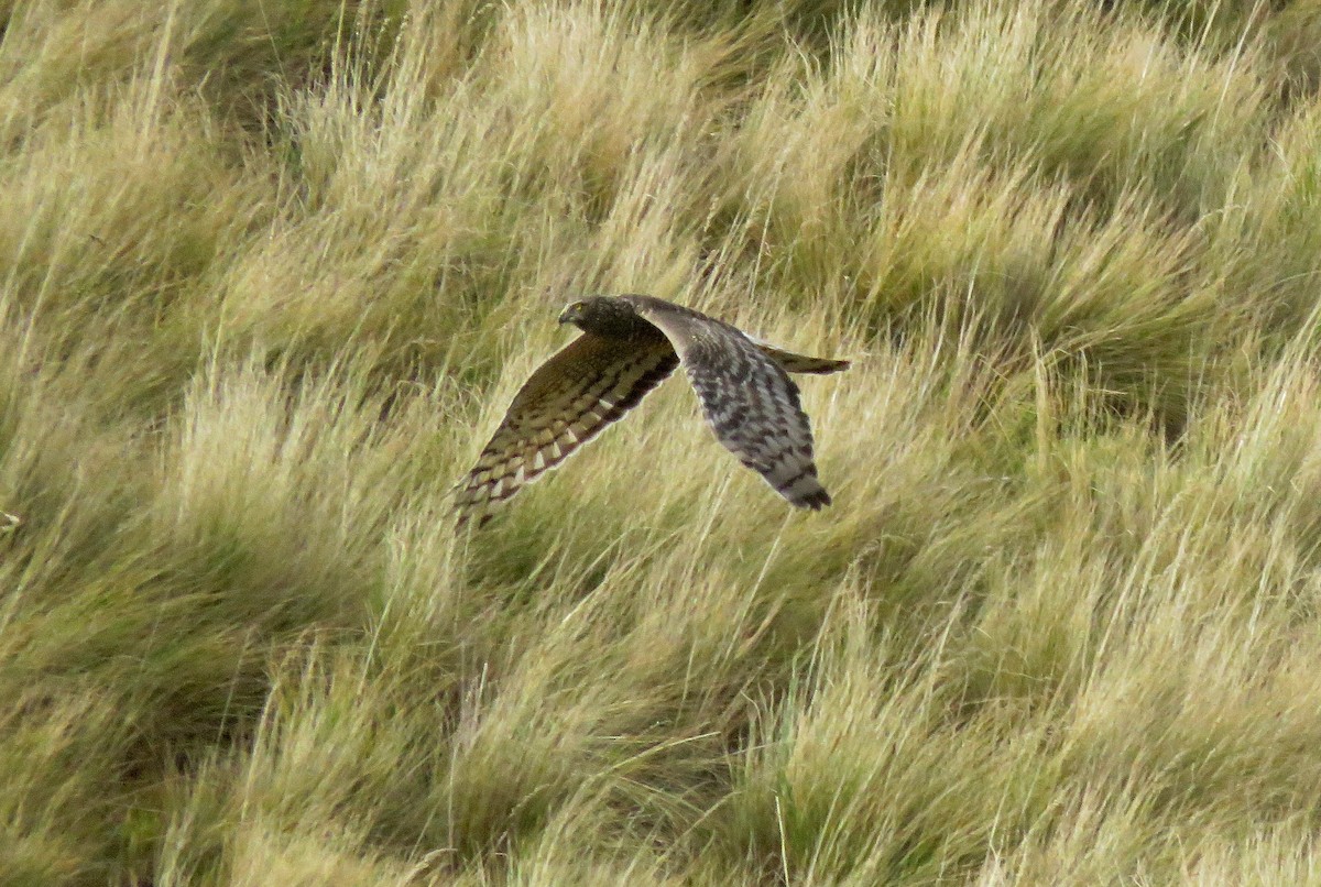 Cinereous Harrier - ML158719801