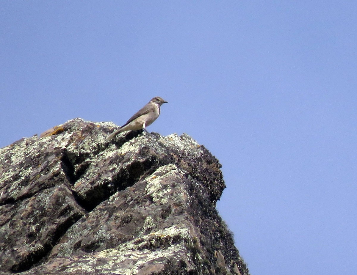 Black-billed Shrike-Tyrant - Diego Carús