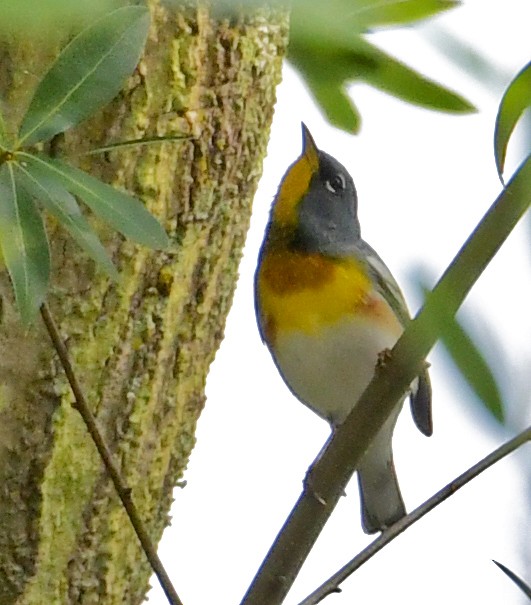 Northern Parula - Anne Johnson