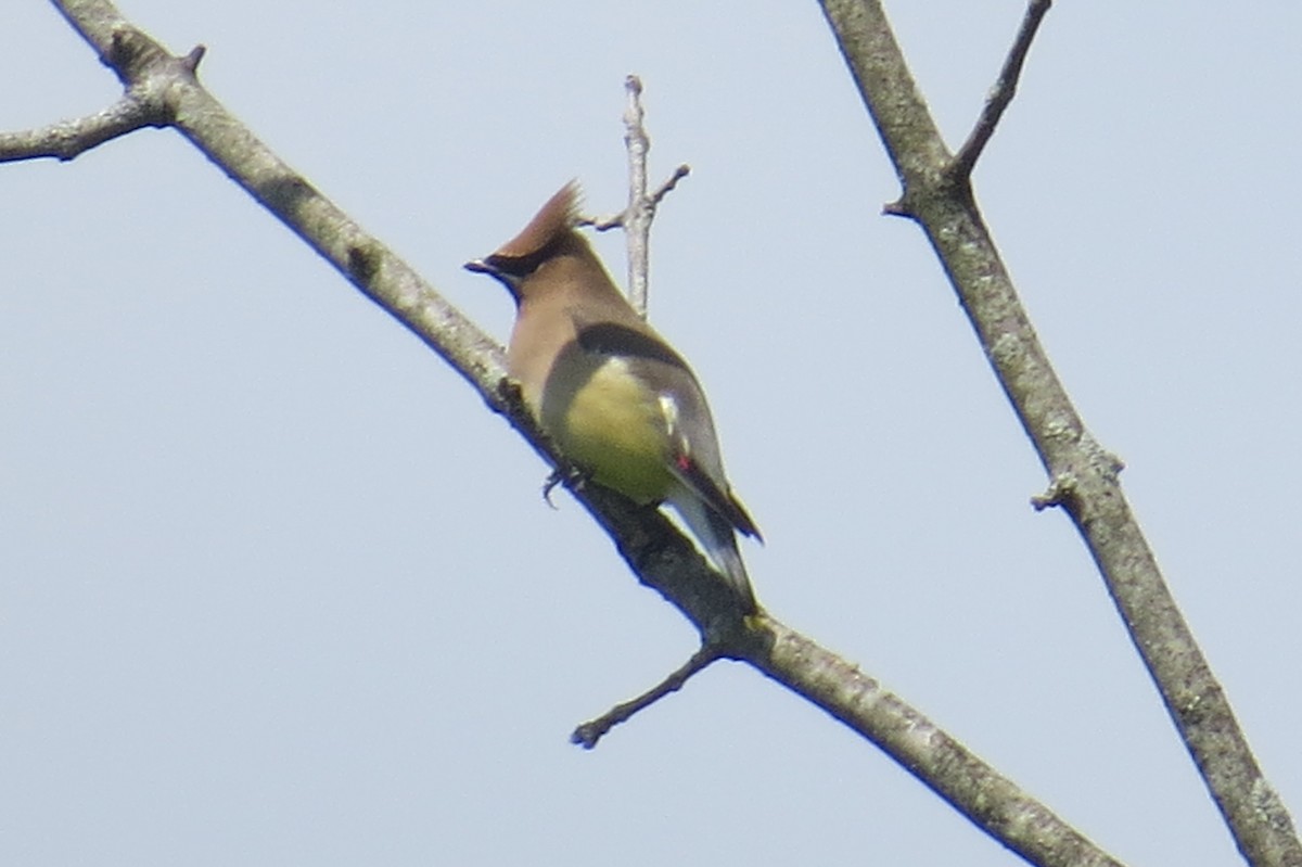 Cedar Waxwing - ML158723011