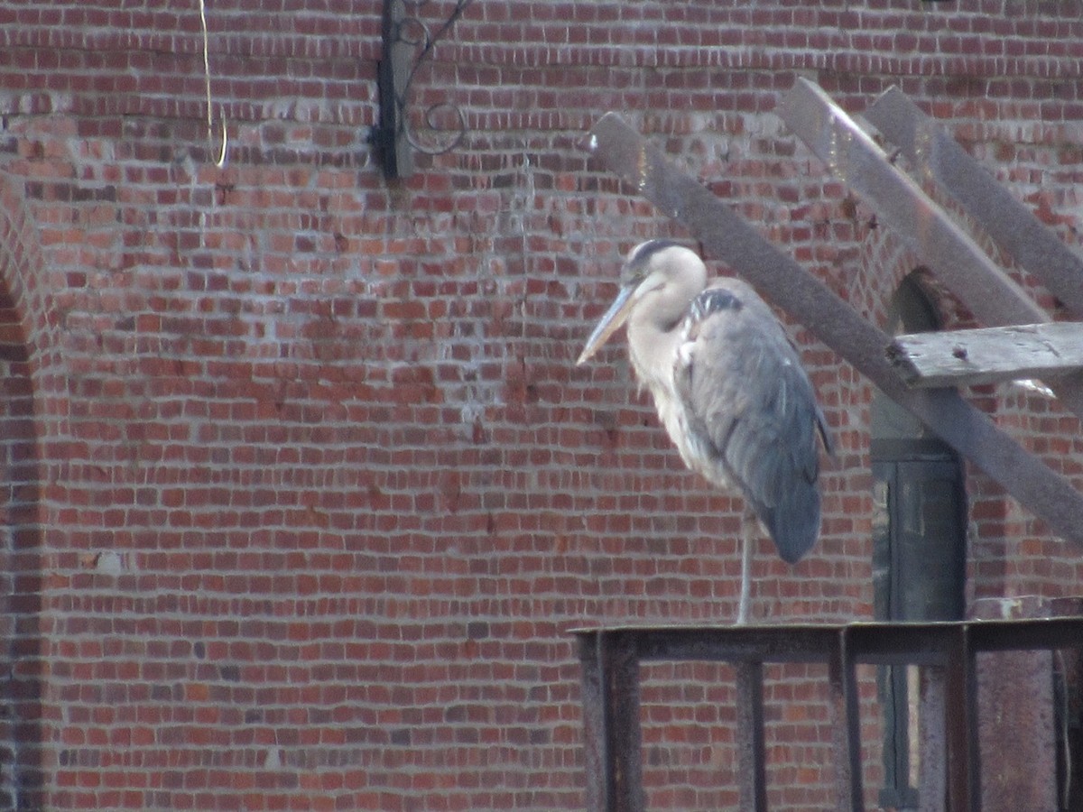 Great Blue Heron - ML158723181
