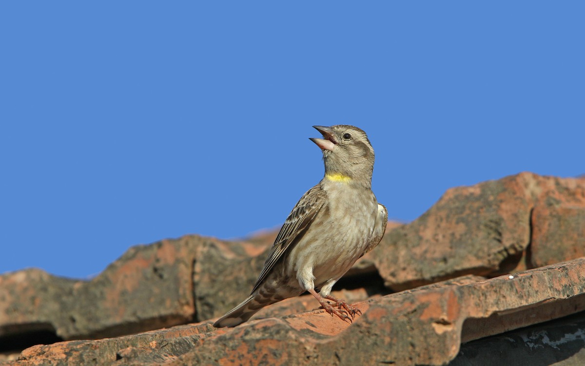 Rock Sparrow - ML158723671