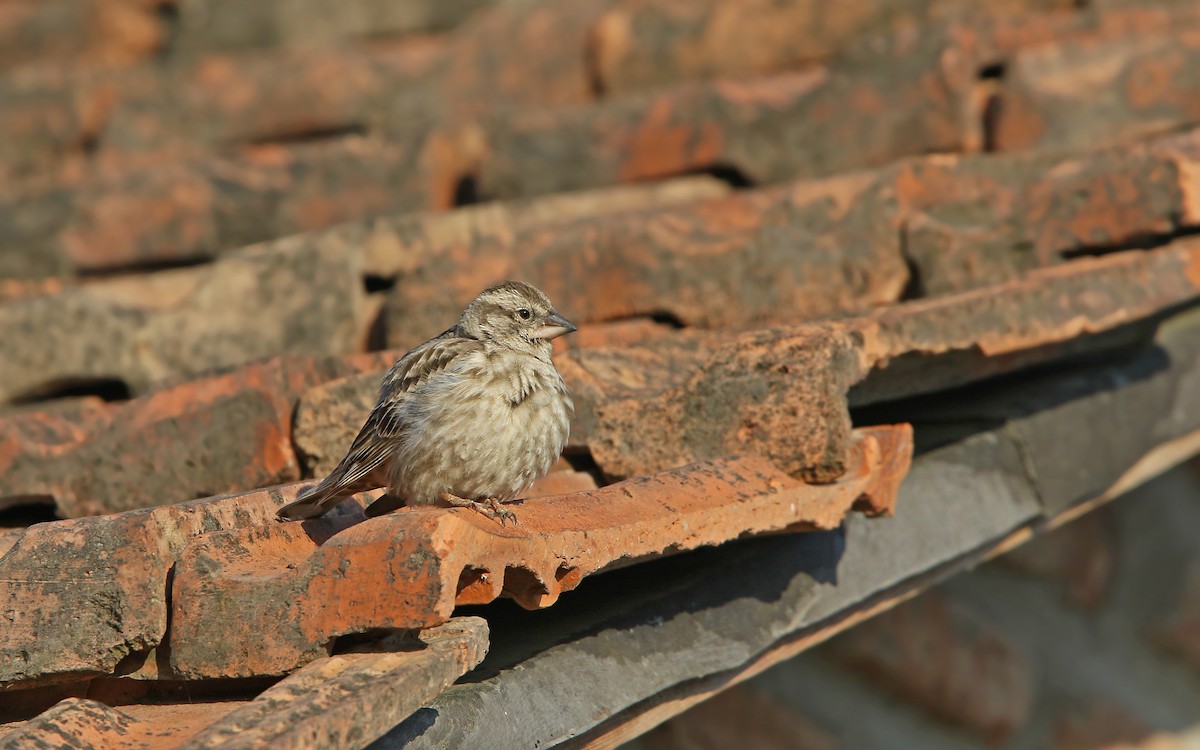 Rock Sparrow - ML158723691