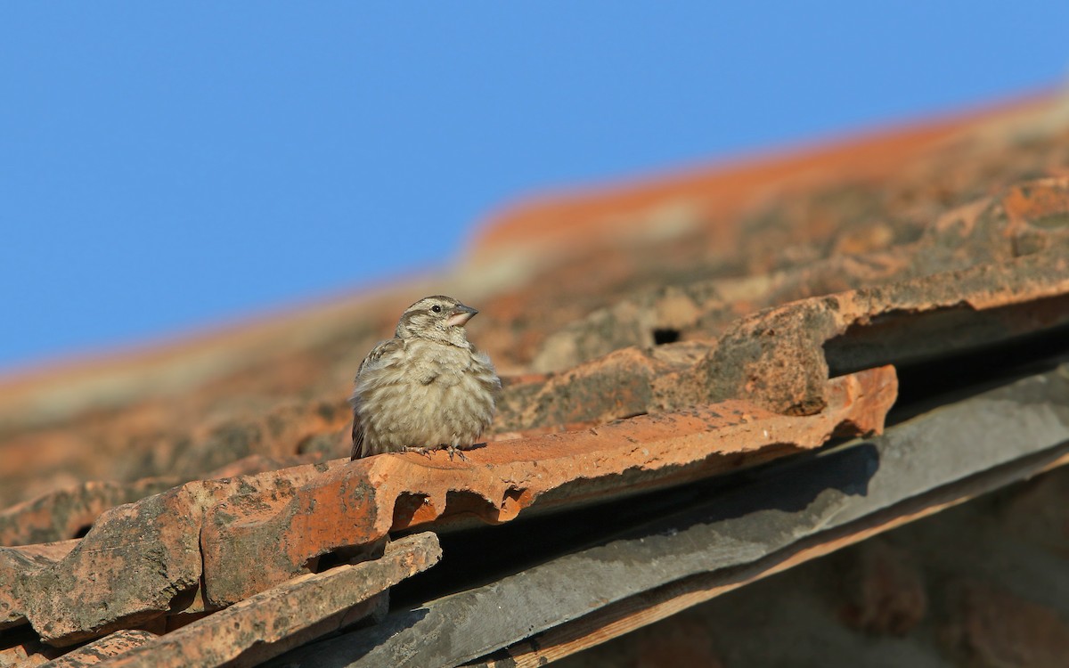 Rock Sparrow - ML158723701