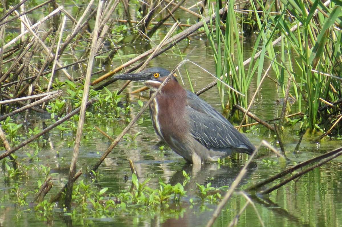 Green Heron - ML158723731