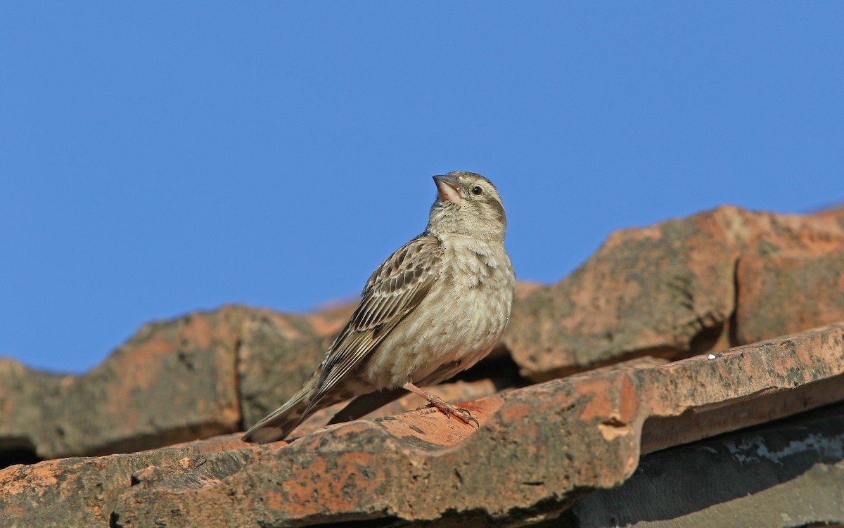 Rock Sparrow - ML158723751