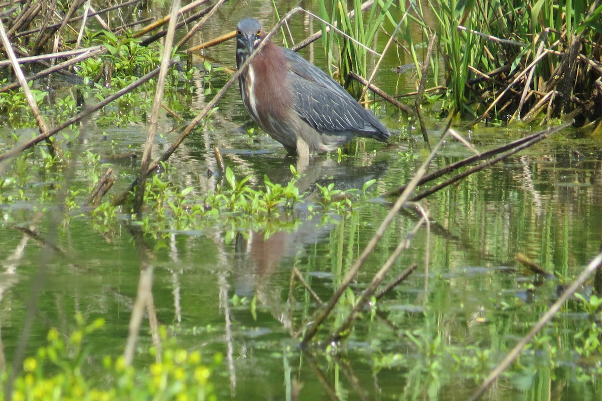 Green Heron - ML158723771