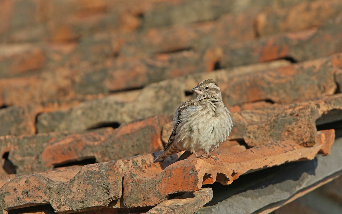 Rock Sparrow - ML158723821