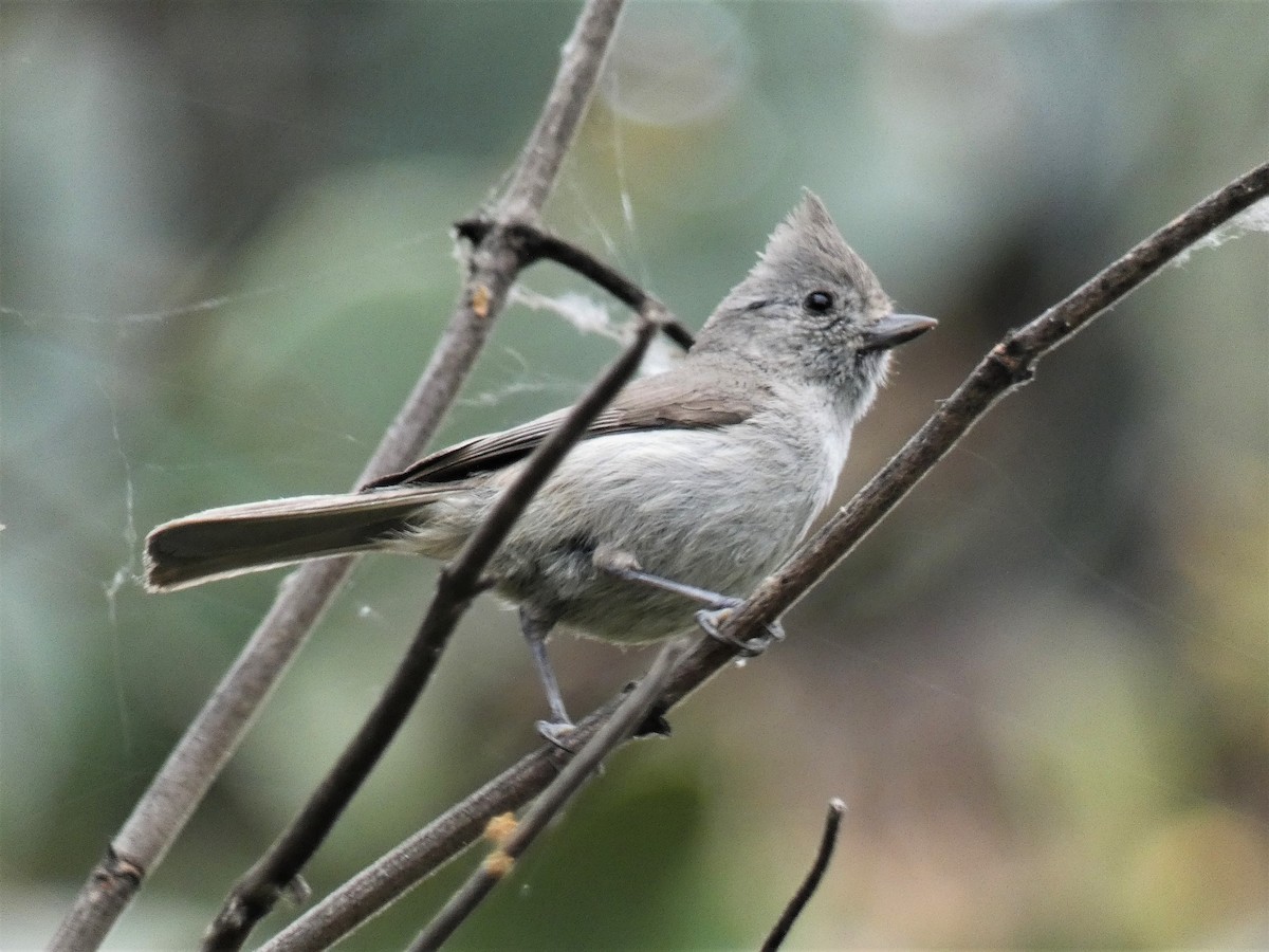 Oak Titmouse - ML158724291