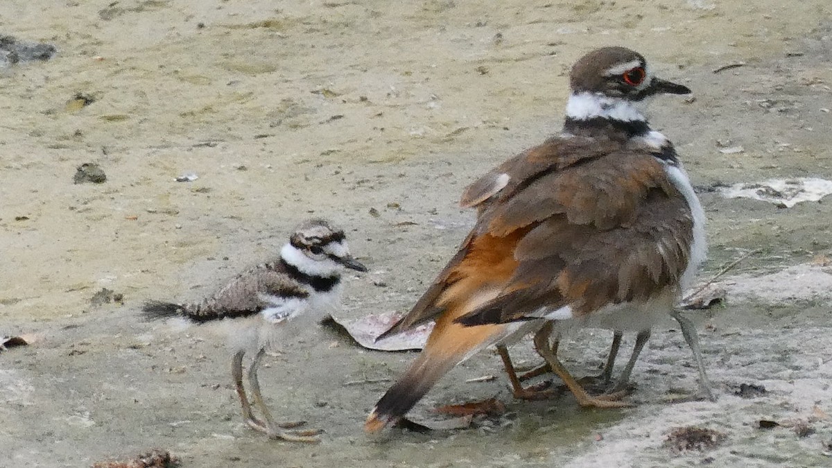 Killdeer - Steve Summers