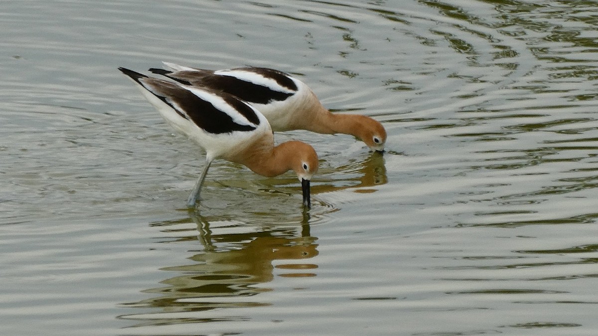 Avocette d'Amérique - ML158729151