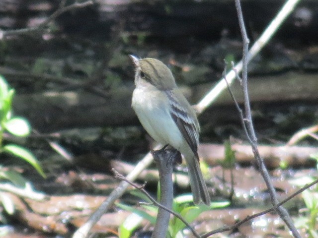 Least Flycatcher - ML158729261