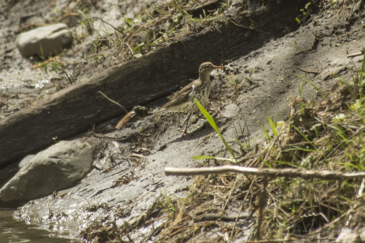 Spotted Sandpiper - Lucien Lemay