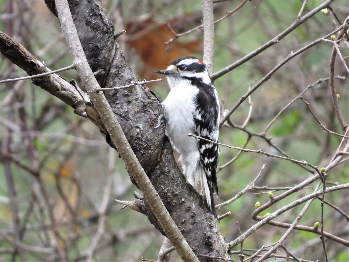 Downy Woodpecker - ML158731881