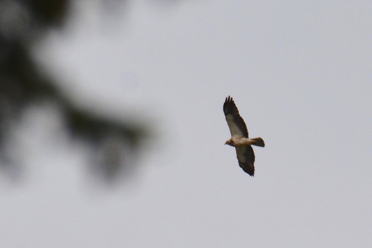 Swainson's Hawk - ML158732301