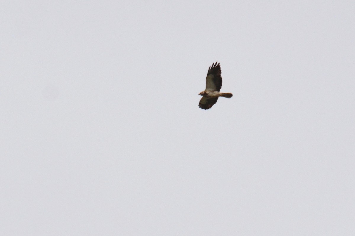 Swainson's Hawk - ML158732311