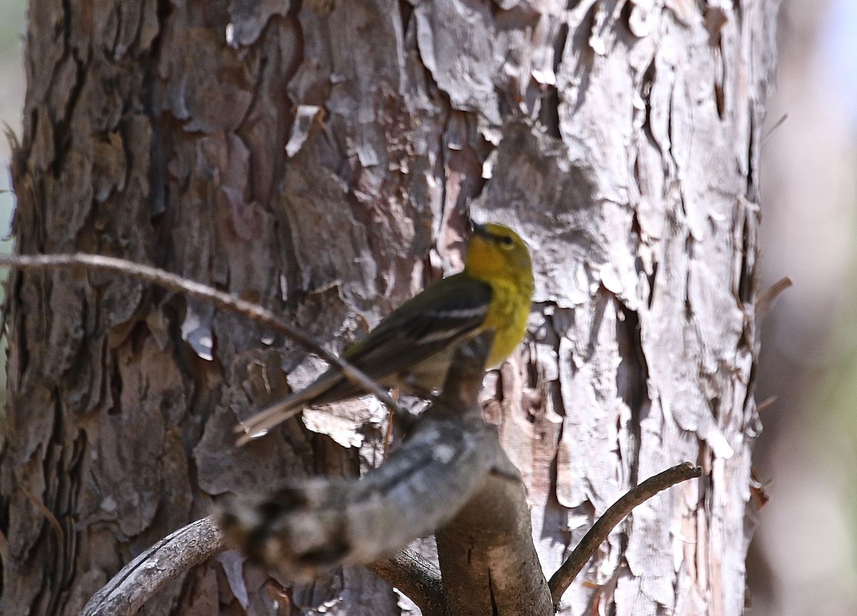 Pine Warbler - Mary Backus