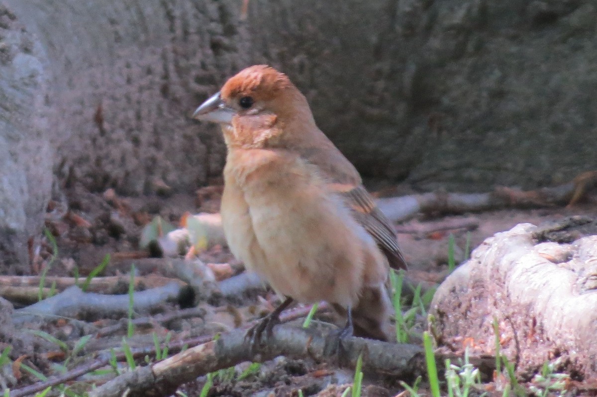 Blue Grosbeak - ML158736241