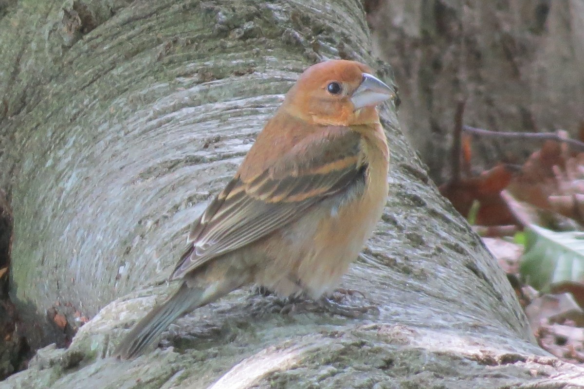 Blue Grosbeak - ML158736251