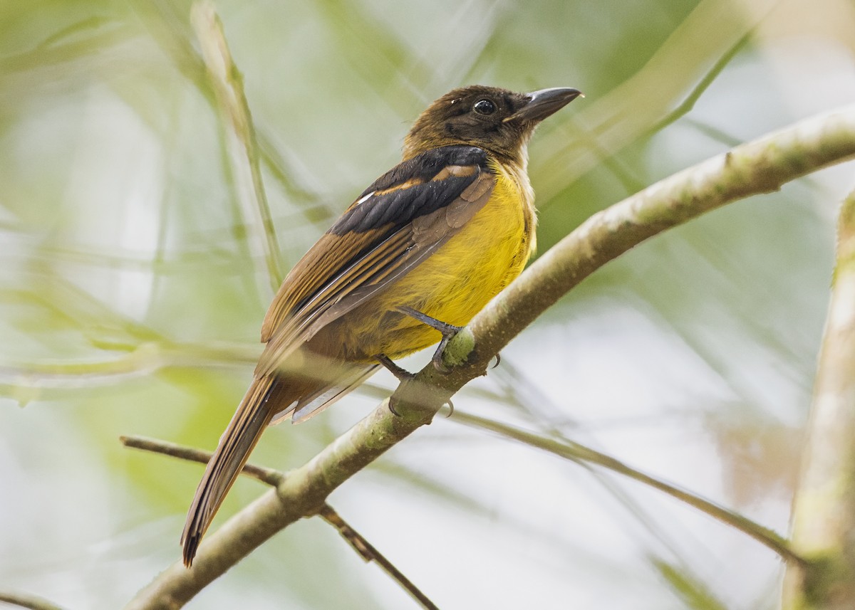 White-throated Shrike-Tanager - Guillermo  Saborío Vega