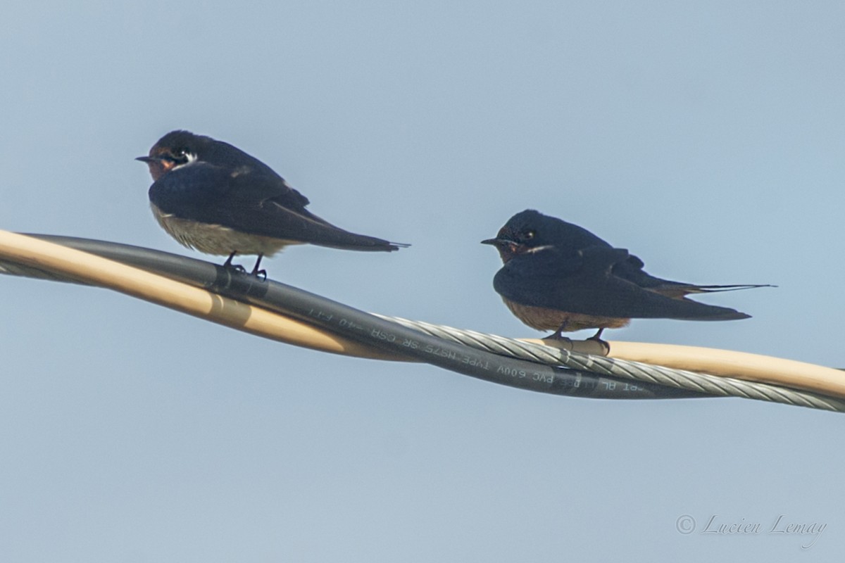 Barn Swallow - ML158738701