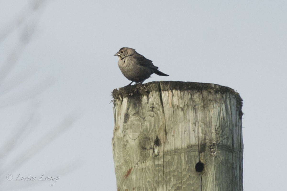 Brown-headed Cowbird - ML158738791