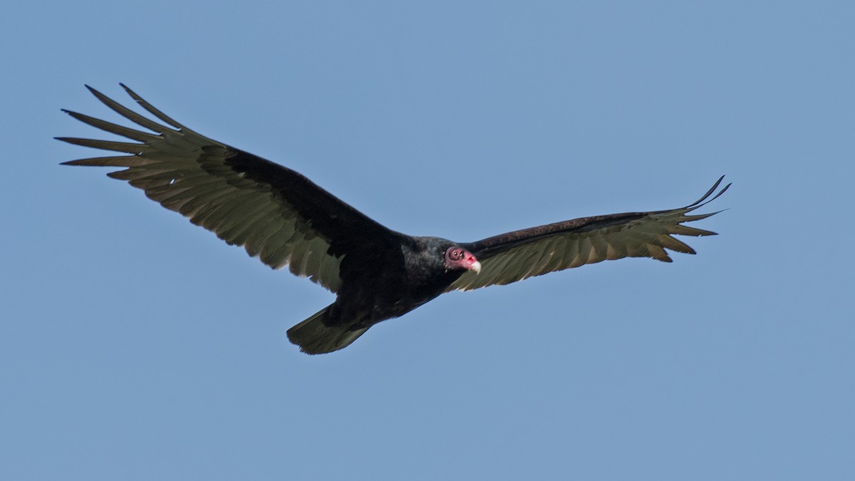 Turkey Vulture - ML158740781