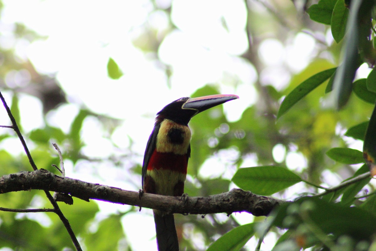 Fiery-billed Aracari - ML158741311