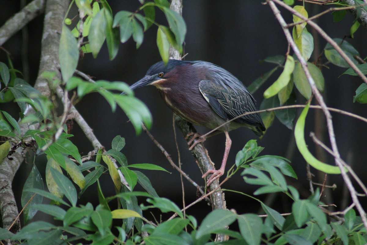 Green Heron - ML158741671