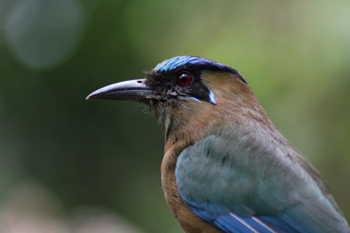 Lesson's Motmot - ML158742451