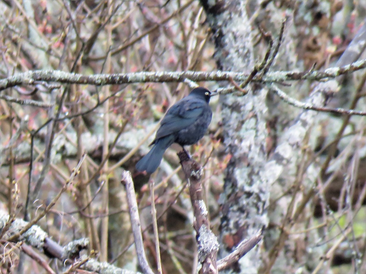 Rusty Blackbird - ML158742481