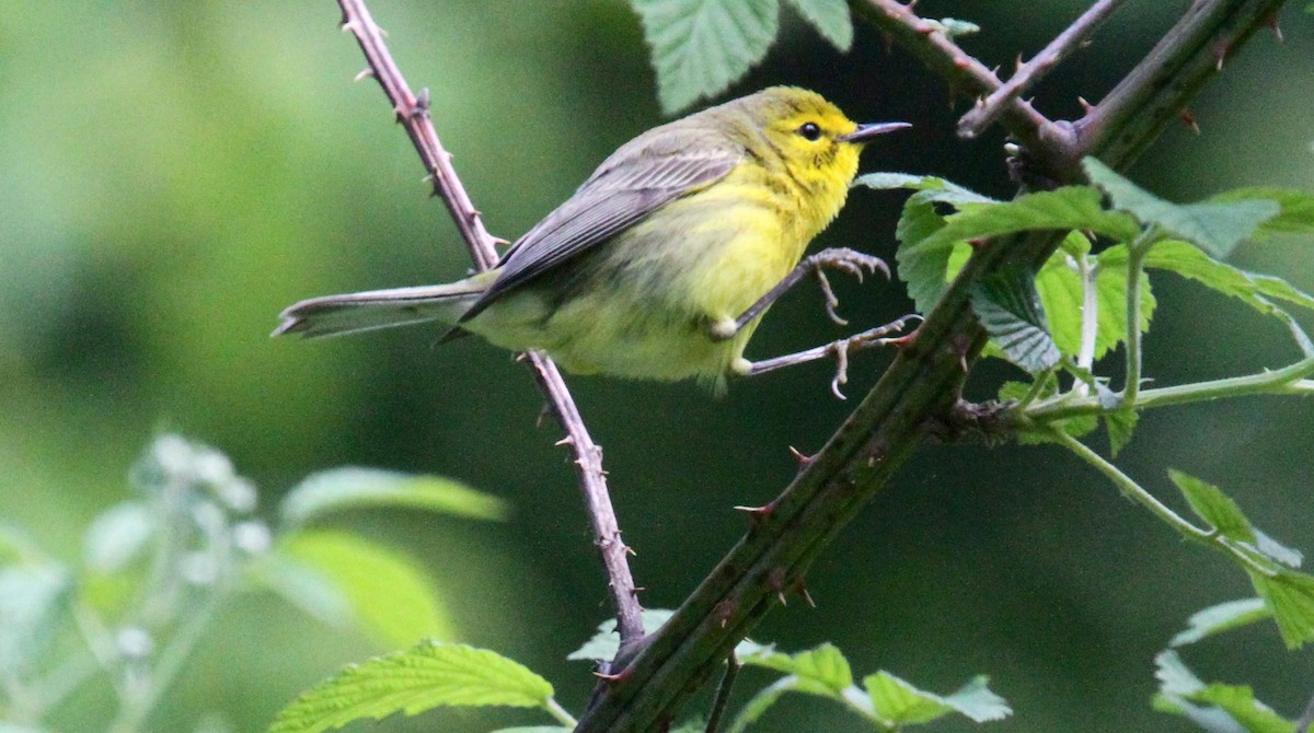 Prairie Warbler - Anthony Collerton