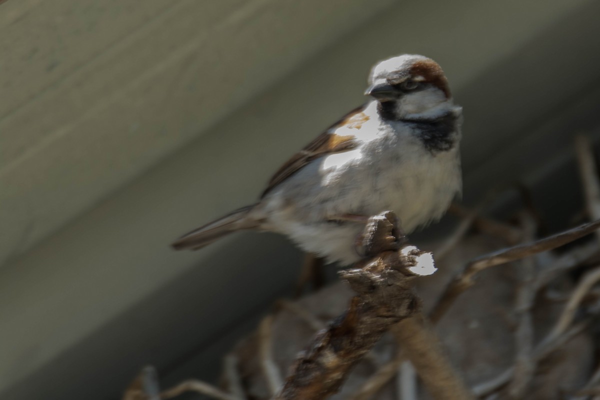 House Sparrow - ML158752001