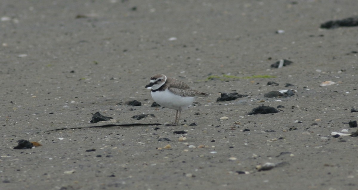 Wilson's Plover - Shai Mitra