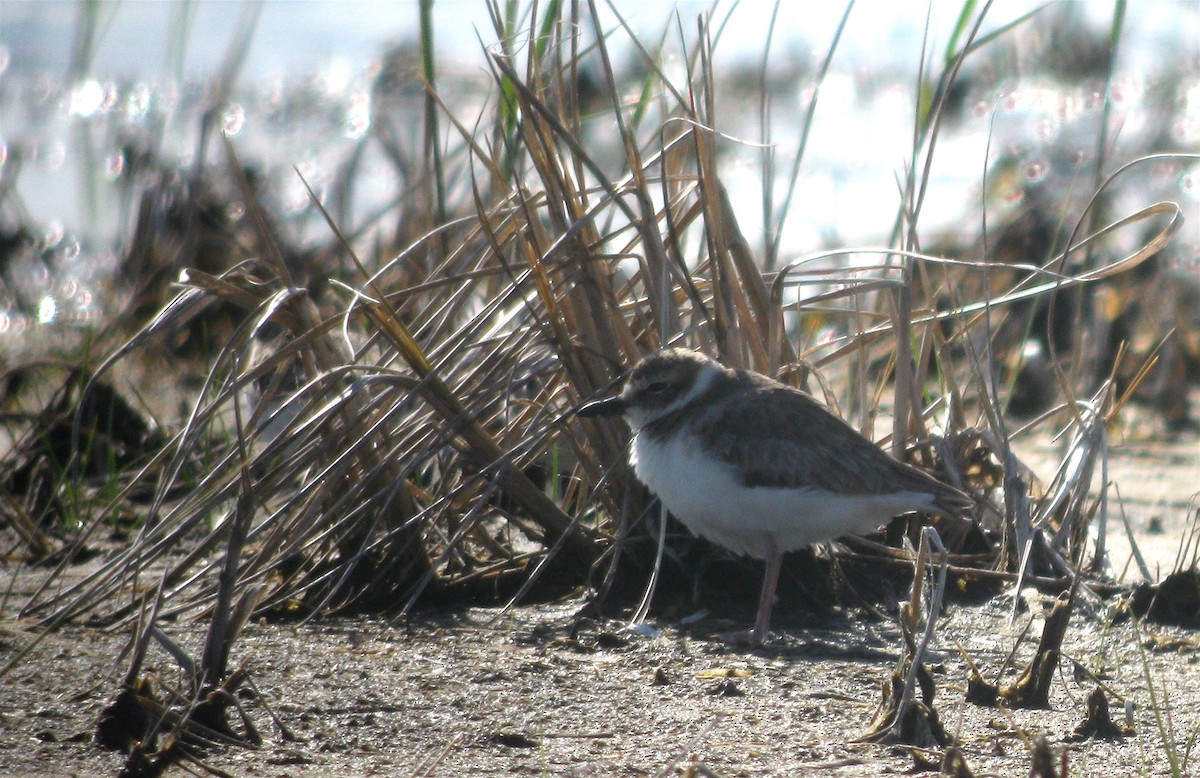 Wilson's Plover - ML158753951