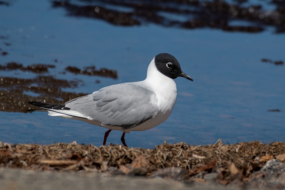 Bonaparte's Gull - ML158754521