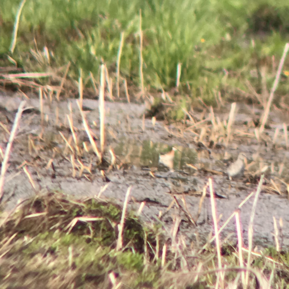 Wilson's Phalarope - Dennis Anderson