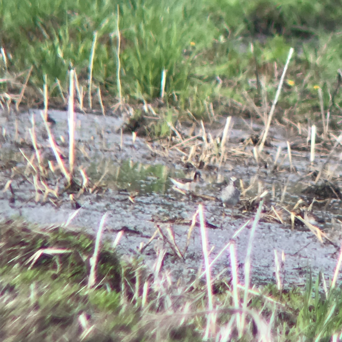 Wilson's Phalarope - ML158755491