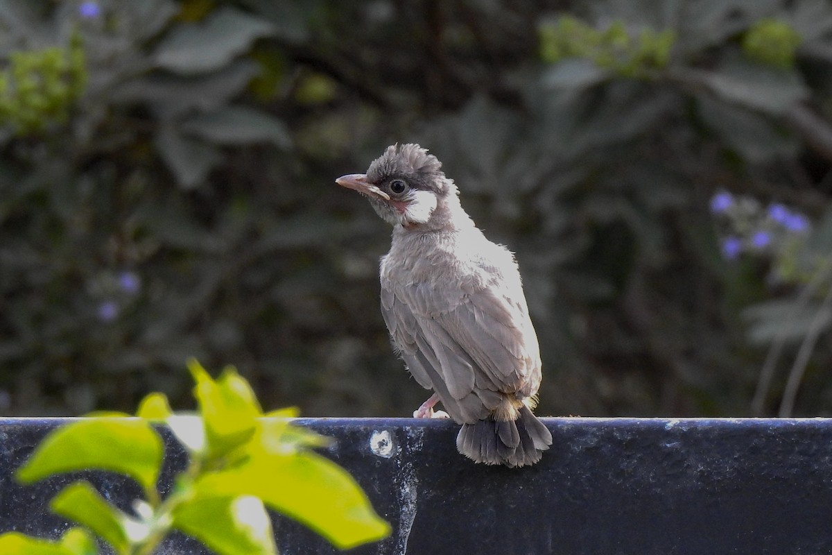 White-eared Bulbul - Tommy Pedersen