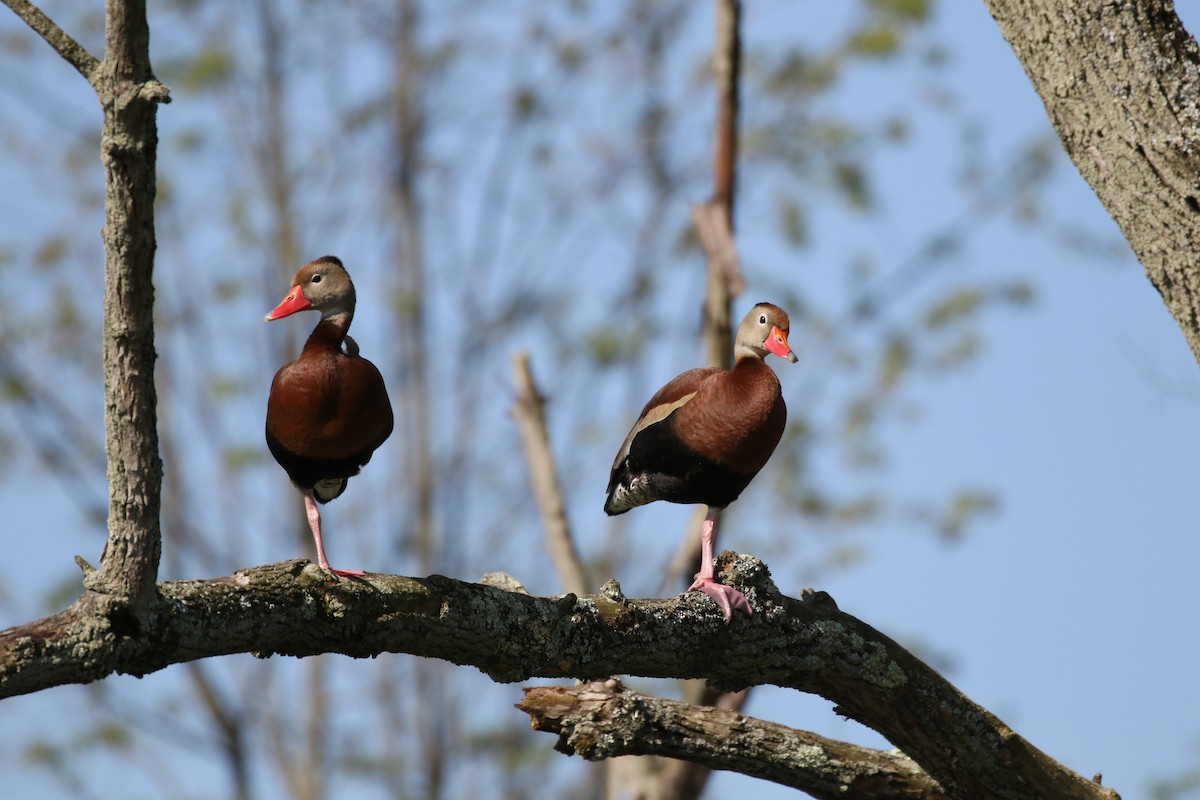 Black-bellied Whistling-Duck - ML158757001