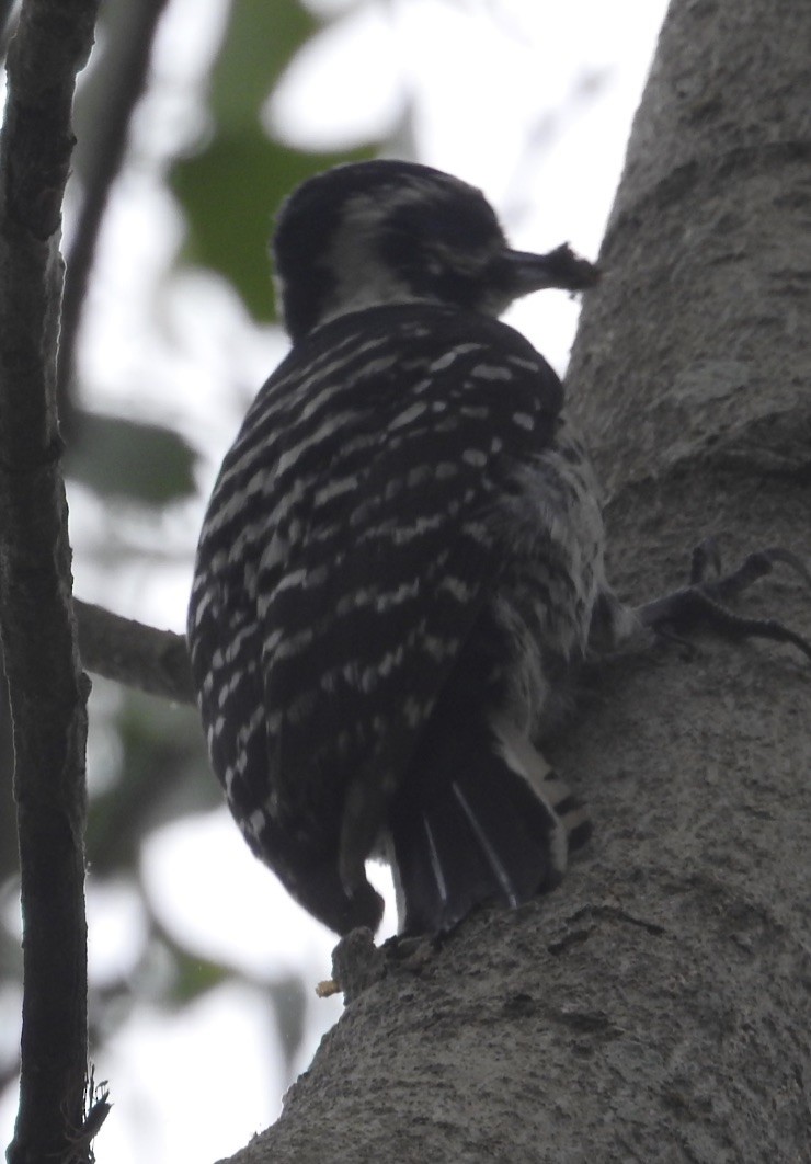 Nuttall's Woodpecker - ML158760631