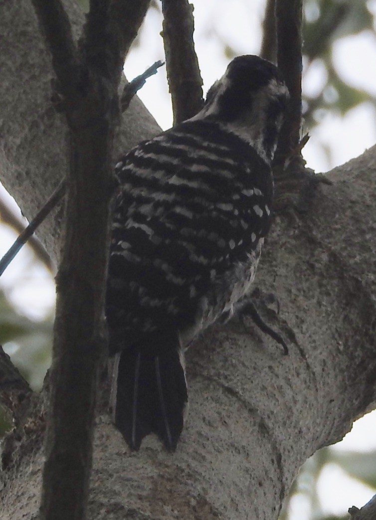 Nuttall's Woodpecker - ML158760641