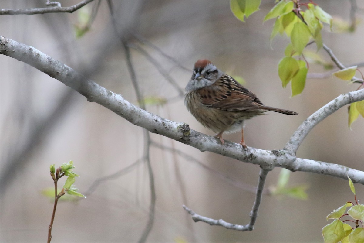 Swamp Sparrow - ML158761231