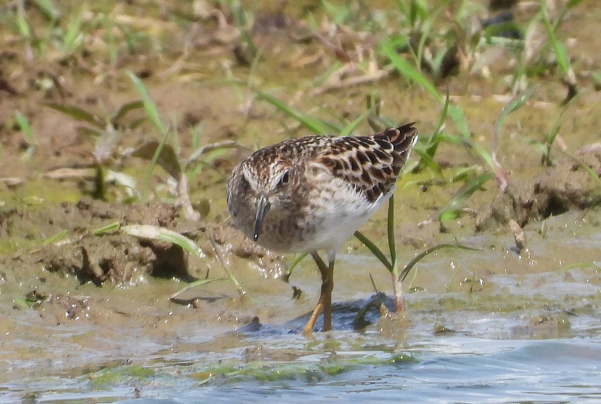 Wiesenstrandläufer - ML158761491